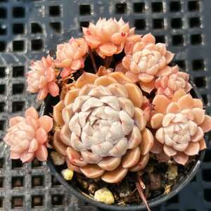 墨西哥姬莲 景天科 墨姬 多肉植物 一物一拍