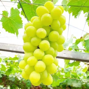 新鲜玫瑰香香青提