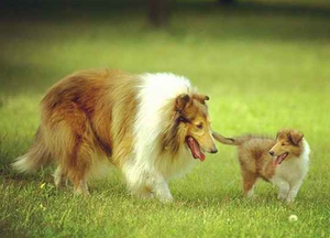 苏格兰牧羊犬幼犬出售