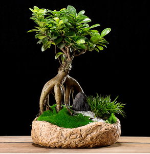 榕树绿绿植盆栽大榕树大头榕室内盆景人参容榕树盆景树桩小叶榕