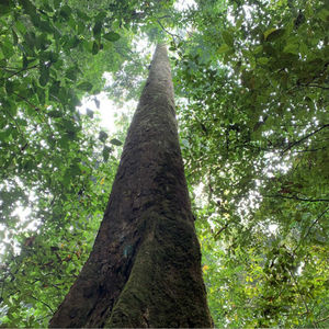 望天树树苗擎天树树苗速生树木苗名贵树苗风景树苗长八十米高