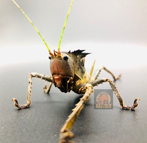 六刺天狗螽斯 龙头螽斯 螽斯 蟋螽 马面螽斯 摄影昆虫 螽斯宠物