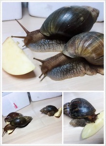 超大学生法国巨型把家大小实验科学实验蟒蛇非洲活体大超食用梦到蜗牛上课里的狗吃掉图片