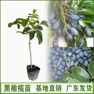 广东果苗 乌橄榄树苗 青橄榄树苗 嫁接橄榄苗 当年结果 带土带叶