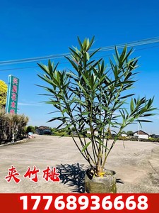 夹竹桃花树苗庭院耐寒盆栽四季常青篱笆当年开花植物盆栽夹竹桃树