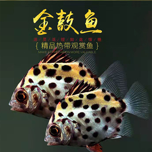金鼓鱼苗 银鼓鱼苗 珍珠斑 石斑鱼 黄脚立鱼 黄鳍鲷 金鲳鱼海龙鱼