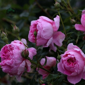 芳佳园艺  费尔柴尔德 月季 (灌木) 奥斯汀作品插杆小苗多季开花