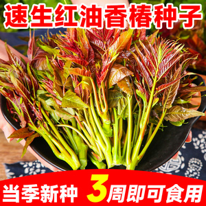 速生红油香椿种子红香春芽苗菜种籽四季香菜新鲜蔬菜生菜种孑大全