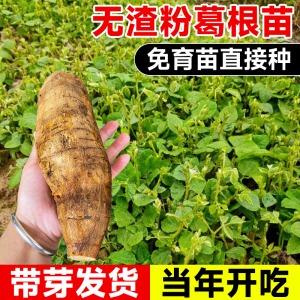 正宗无渣粉葛根苗带芽种子名贵药材种植苗南方黄金粉曷种苗种籽新