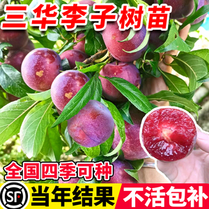 三华李子树苗红心新品种特大嫁接蜂糖李北南方种植水果树果苗大全