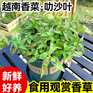越南香菜苗盆栽芫荽食用香柳苗好养叻沙叶百里薄荷迷迭香草绿植