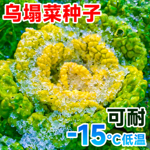 黄心乌塌菜种孑耐寒黄金卷芯菜籽白菜秋冬蔬菜种子乌塔菜青菜种籽