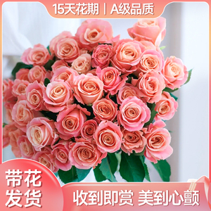 猪小姐玫瑰鲜花家用客厅插花鲜切枝水养花卉云南基地直发水培植物