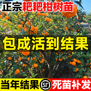 正宗四川耙耙柑树苗粑粑柑春见丑橘桔子橘子南北方种植果树水果苗