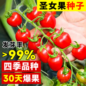 千禧圣女果种籽番茄种子四季阳台水果蔬菜种植圣女果苗西红柿种孑