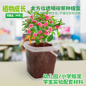 凤仙花种籽套装小学生科学实验观察套餐指甲花种子儿童种植小盆栽