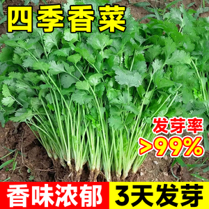 四季香菜籽种苗耐热香菜盆栽大小叶芫荽种子阳台老品种香草菜种籽