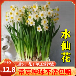 漳州水仙花盆栽种球带花苞水养花卉植物室内阳台四季开花好养易活