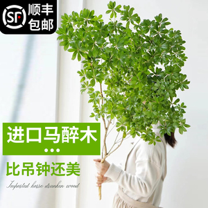 【进口】日本马醉木水培植物吊钟鲜切花枝条室内客厅水养绿植树苗