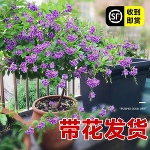 蕾丝紫金露花巧克力盆栽假连翘阳台绿植花卉植物室内花四季开耐寒