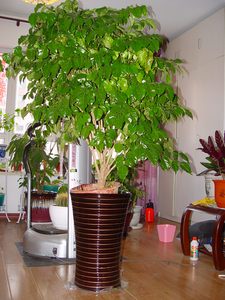 幸福树菜豆树树高1米赠花盆哈尔滨主城区免费送货上门