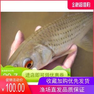 赤眼鳟鱼苗包活包邮活体淡水好养非观赏鱼热带龙鱼虹鳟鱼新鲜