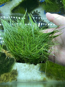 牛毛毡 牛毛草 前景针叶草 草缸造景前景草 杯装 盒装 活体水草