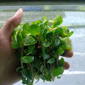 小圆叶水草水草造景小圆叶水草瓜子对叶南美小圆叶印度小圆叶淡水