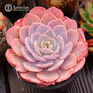 多肉植物 pinky 韩国进口 控养精品 粗老桩 状态无敌 一物一拍