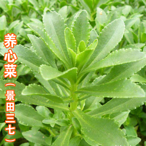 野菜子