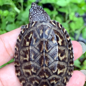 正宗斑点乌龟宠物招财满天星龟深水吃屎清洁龟观赏鱼缸混养龟活物