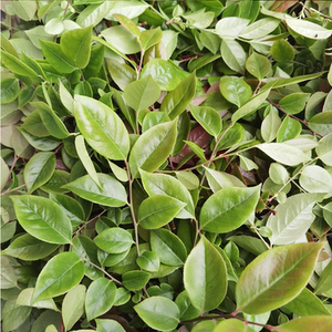 南烛叶新鲜树叶