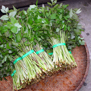 野芹菜小叶新鲜