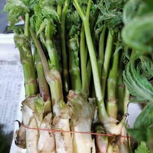 新鲜现挖苦老芽山野菜苦龙牙苦隆芽苦力芽升麻芽500克两份包邮