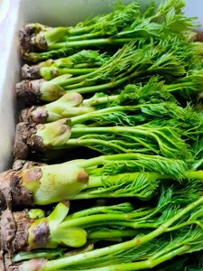 包邮新鲜刺嫩芽东北刺老芽山野菜龙芽菜蘸酱陆地山菜采摘礼品