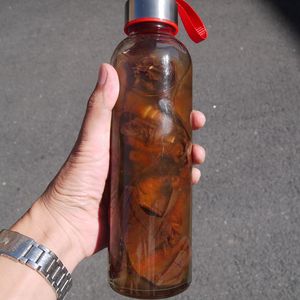 东北野生雄蚕蛾未交配未排泄原蚕种蛾鲜活抓入泡酒未交尾雄蚕蛾酒