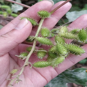 新鲜苍耳子250g包邮野生带刺苍耳子现摘苍子耳实药野茄树教学道具