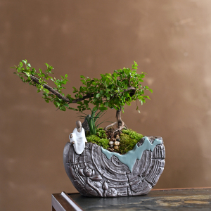 小叶榆树发财树微景观盆栽植物办公室花卉好养四季常青桌面绿植