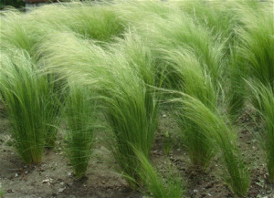 千草园艺 美丽羽毛草 针茅马尾庭院阳台盆栽苗 细叶如发随风飘逸