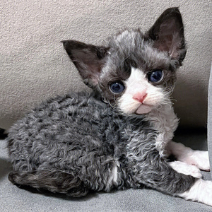 德文卷毛猫纯种幼猫蓝眼黑白开脸不掉毛贵族猫咪虎斑幼崽宠物活体