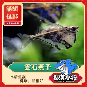阴阳燕子鱼