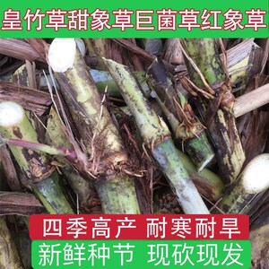 绿洲一号牧草种子巨菌草种节黄皇竹草子种台湾甜象草3号种籽养牛