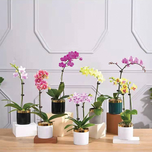 【兰季欧】兰季欧品牌,价格 - 阿里巴巴