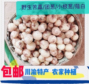 苦荞头