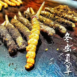 土冬虫夏草