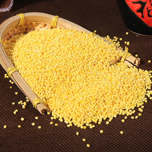东北粘大黄米5斤农家粘糯大黄米黄小米包粽子米粘米饭米新米黍米