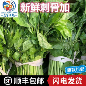 刺五加新款中国大陆芦蒿皮参刺拐棒丹东新鲜东北野生山野菜刺果榛