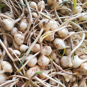 东北特产小根蒜大脑瓜嘣小根菜新鲜蔬菜非野生山菜现卖现挖农家种