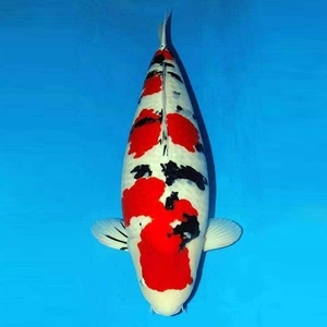 日本进口纯种大正锦鲤巨型红白昭和三色绯写秋翠黄金芥子观赏鱼苗