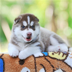 哈士奇幼犬纯种活体幼崽家养大中型犬雪橇犬蓝眼巨型二哈宠物狗狗